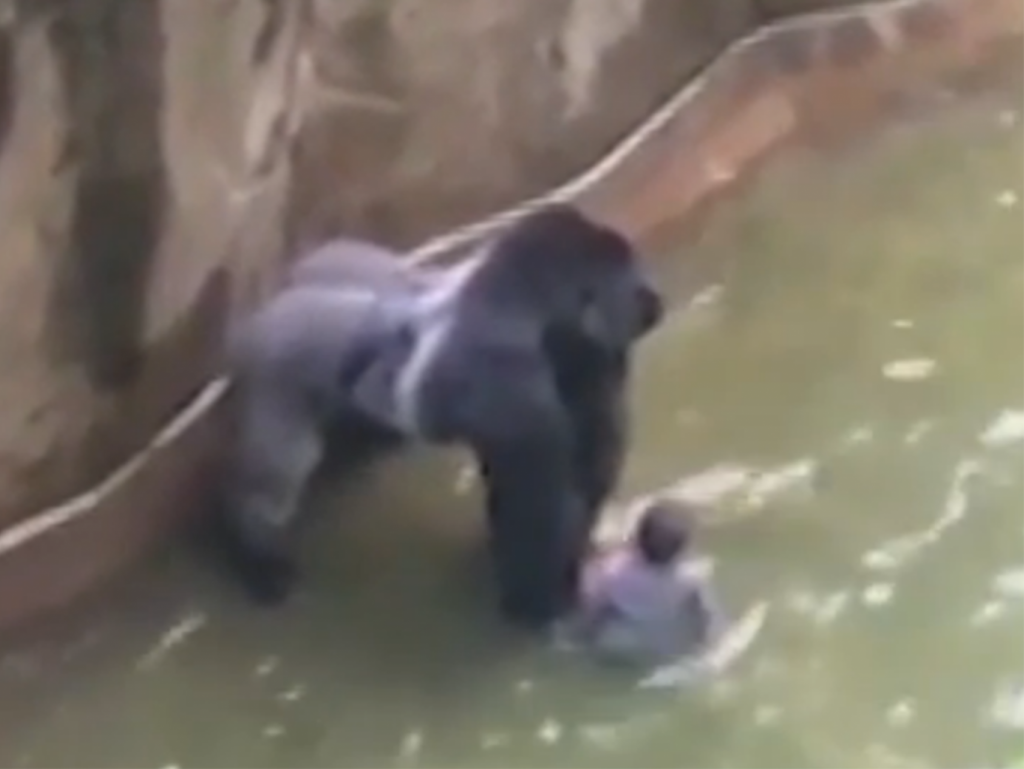 gorilla-boy-drag-cincinnati-zoo-shot